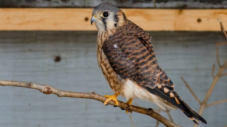 a bird of prey stands on a branch.