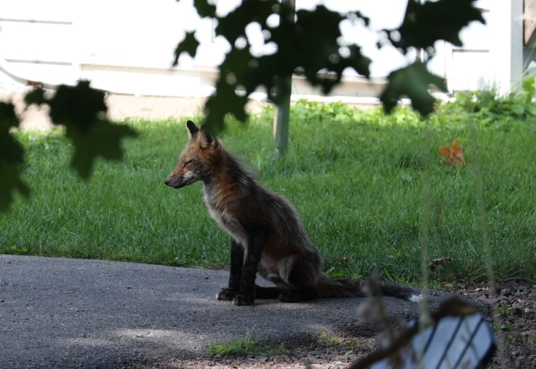 A fox sits calmly on a paved driveway, green grass in the background.