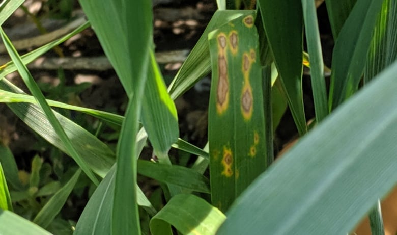 A green grass-like looking plant with brown spots on its leaves. 