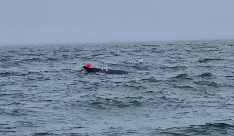 A whale with an orange floating balloon entangled on it.