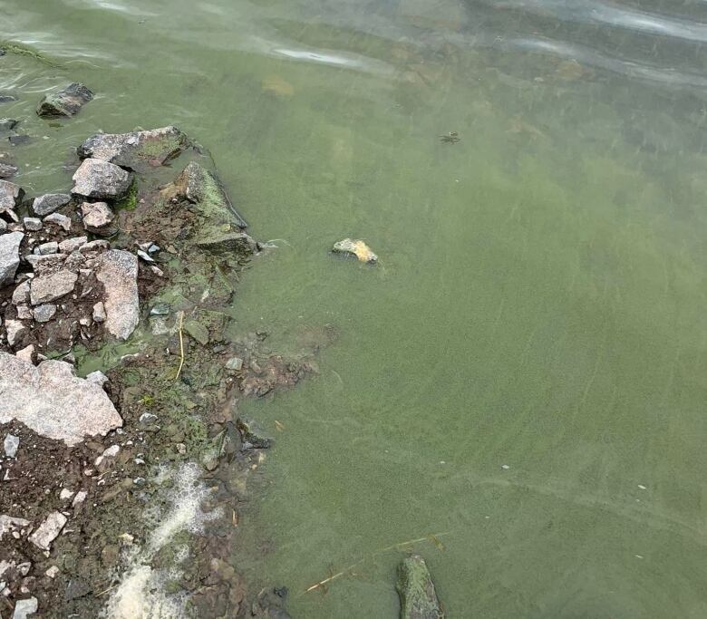 Algae like substance near water shoreline.