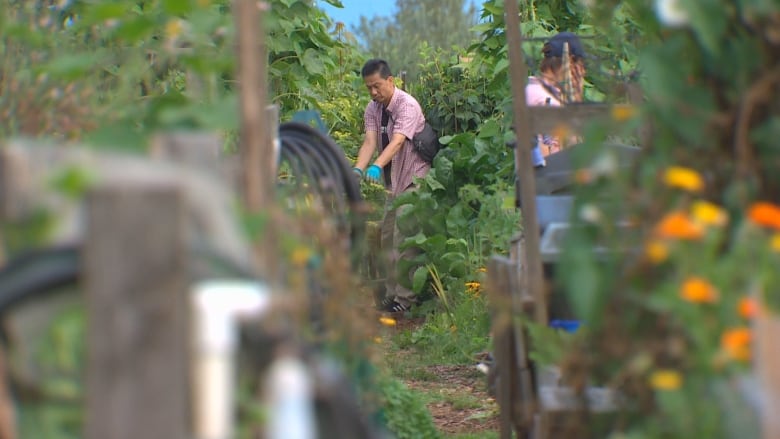 A man in a red T-shirt wearing a pair of blue gloves working in a garden