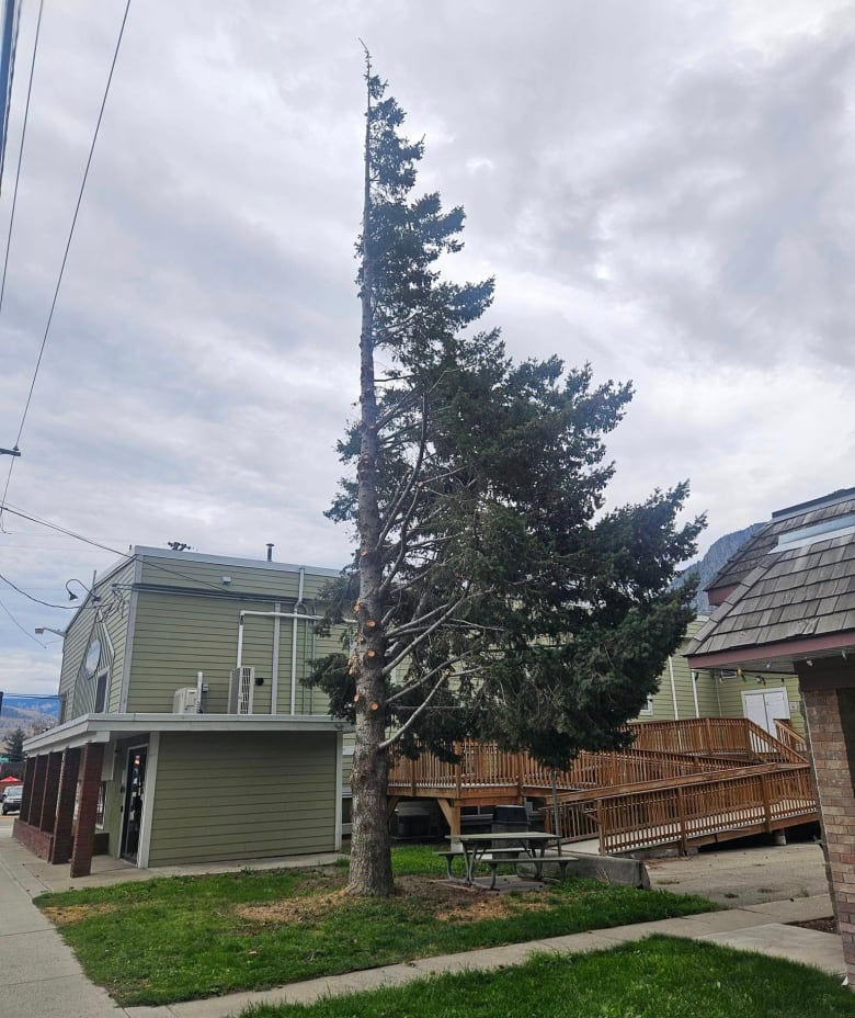 A tree cut off of branches on one side