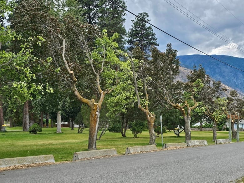 A row of trees with branches cut off on one side