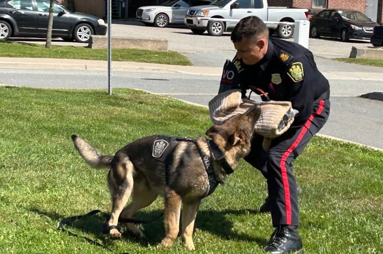 A police officer fighting a German shepherd dog that is trying to bite the officer's arm off.