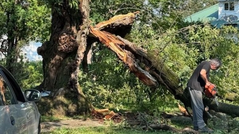 Man cutting a tree. 