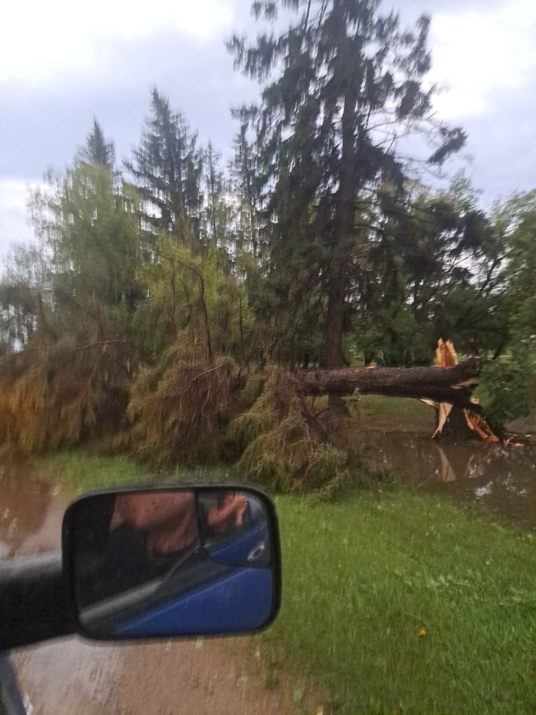 An uprooted tree. 