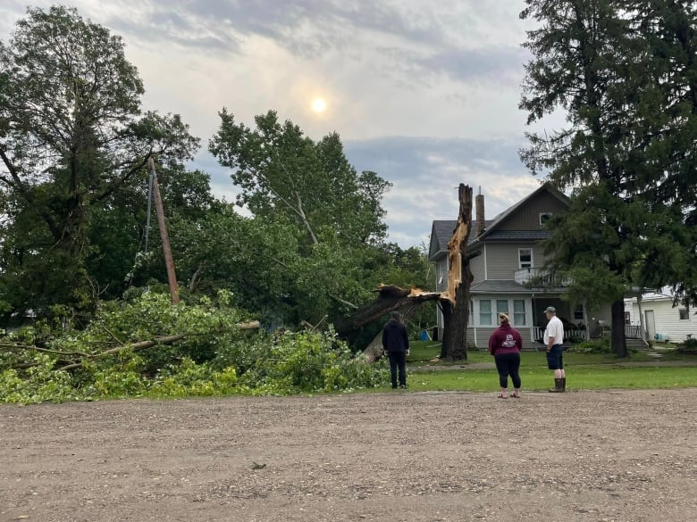 Residents watch an uprooted tree.