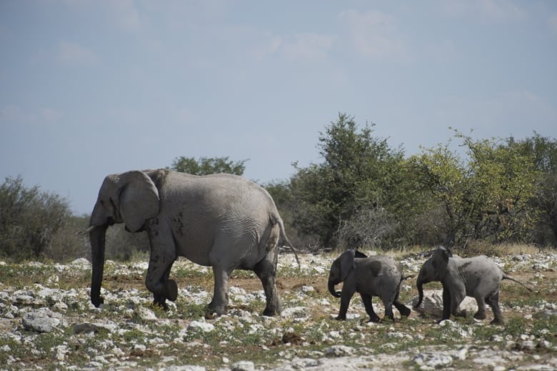 A large elephant walks along rocky terrain with two young elephants behind it. 