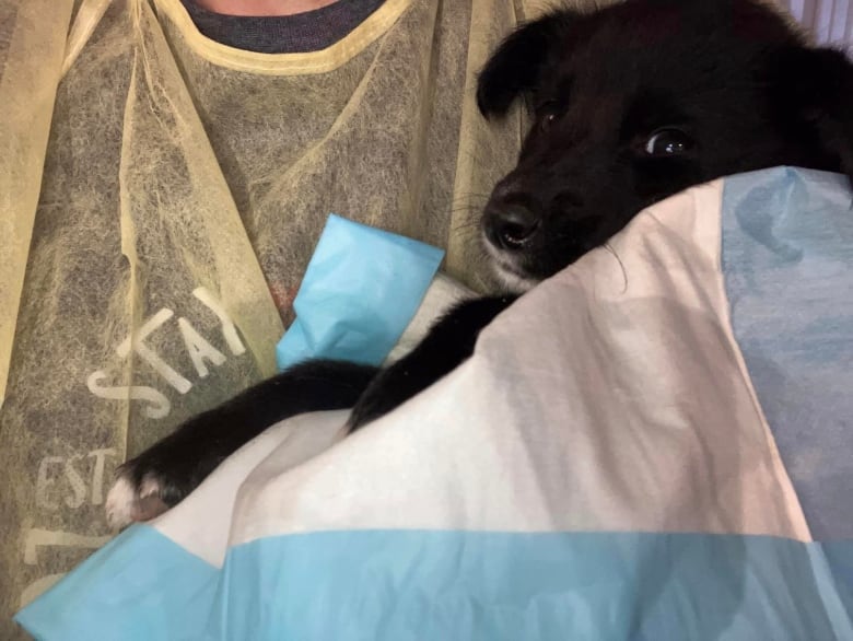 A black puppy wrapped in a blanket held against someone's chest.