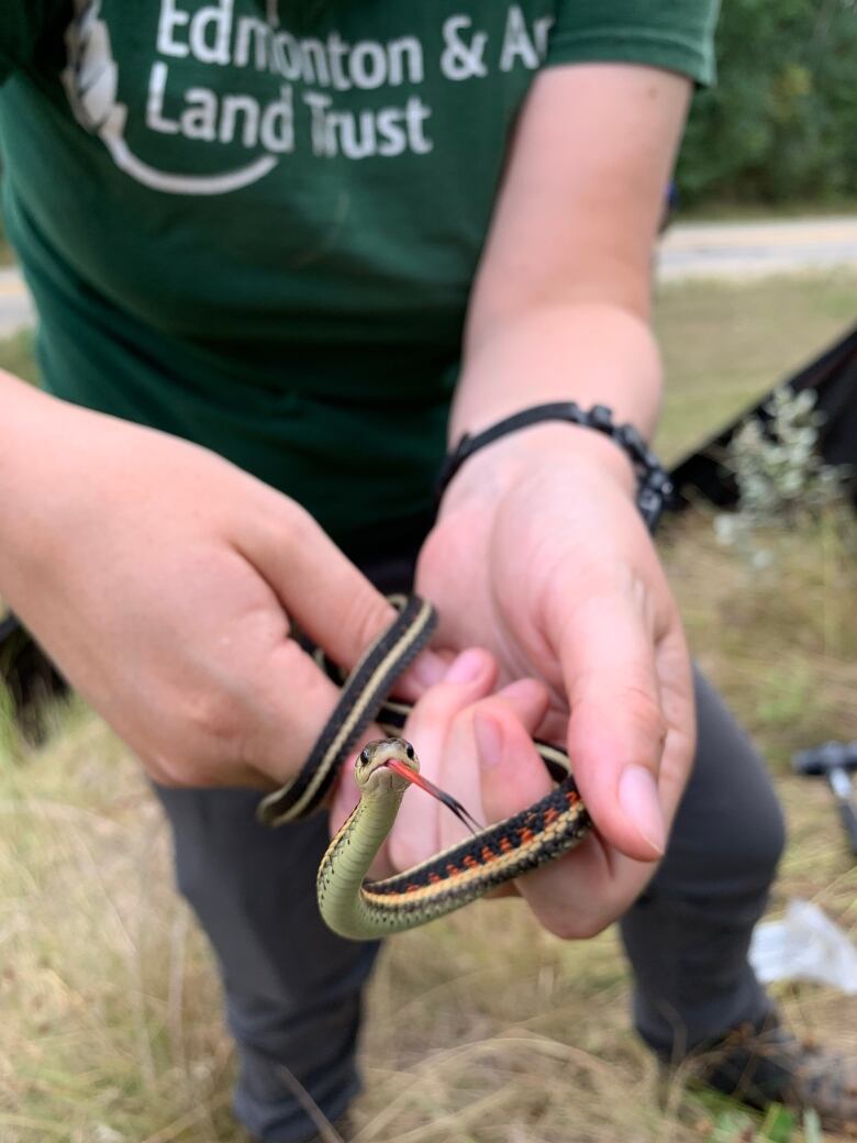 A person holding a snake. The snake has its tongue out at the camera.