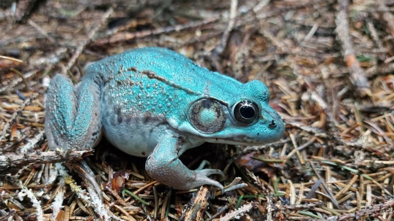 A blue frog can be seen standing on top of sticks in the woods.