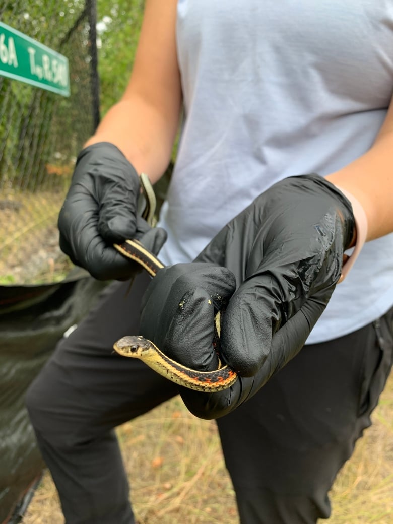 A person holding a red-sided garter snake. 