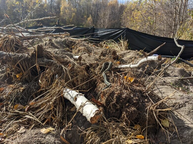 A snake hibernaculum.