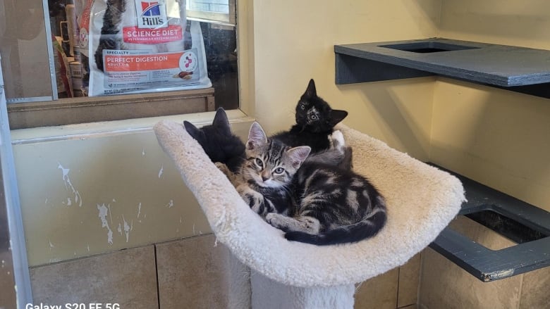 Three kittens peek out at the camera from a curved cat stand.