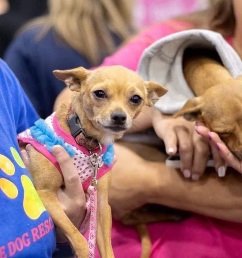 Two small dogs being held