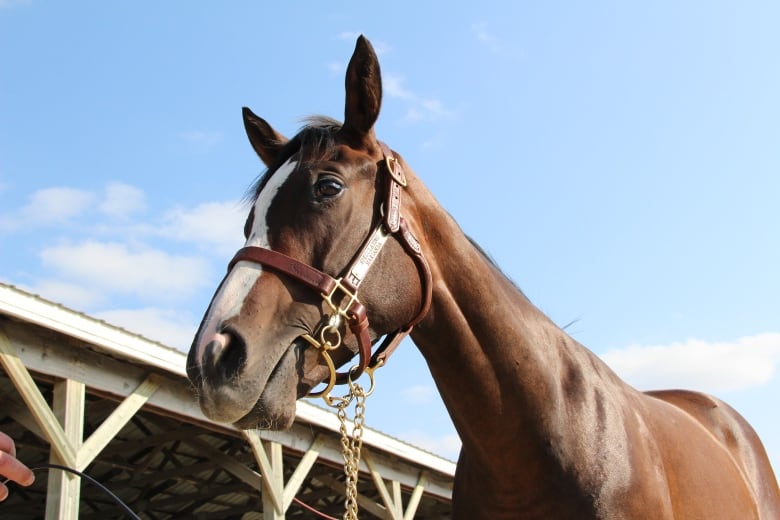 A bridled horse stands outside.