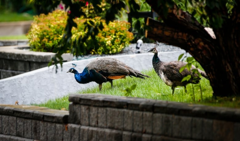 Two peacocks are seen outside near a tree.