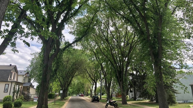 Big old trees with green leaves on either side of a residential street.