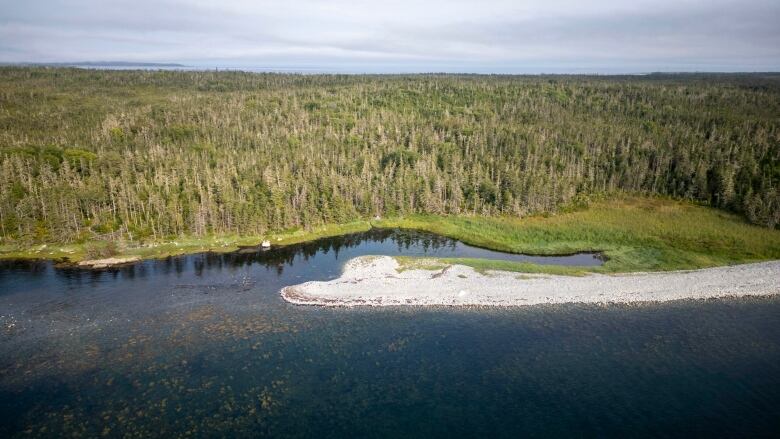 A photo of a forest bank and a small inlet. 