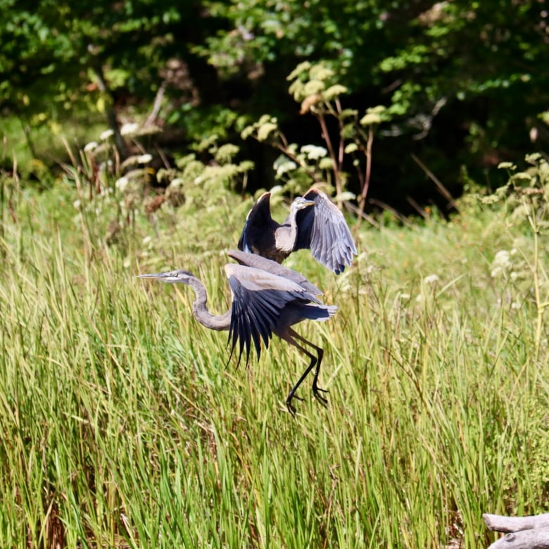 Two blue herons take flight from tall grass.