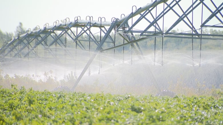 A large machine spraying water on potatoes 