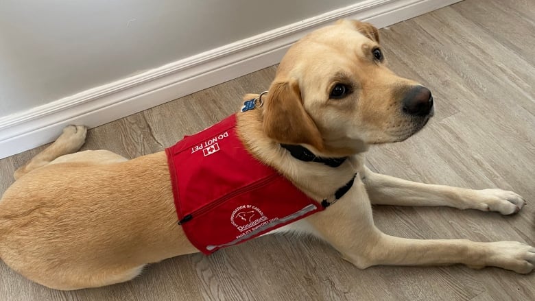 a yellow labrador retriever mix in doggie vest rests on the ground.