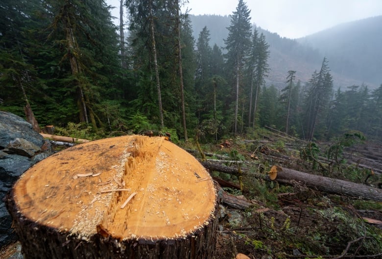 A fresh cut stump in a slopped forested area with many other trees logged in down below.