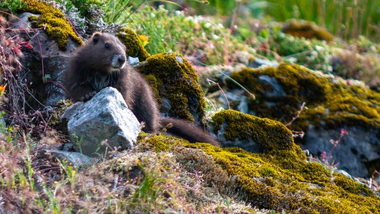 A tiny marmot looks to its left as it sits next to a rock in a meadow.