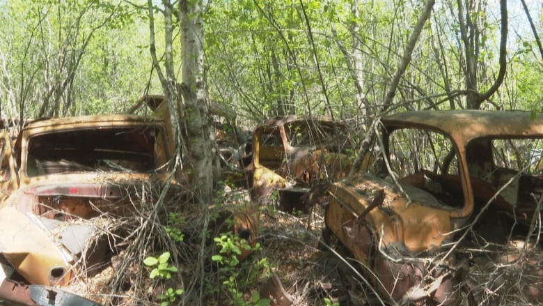 Rusted out pickeups sit in a forest of trees and scrub.