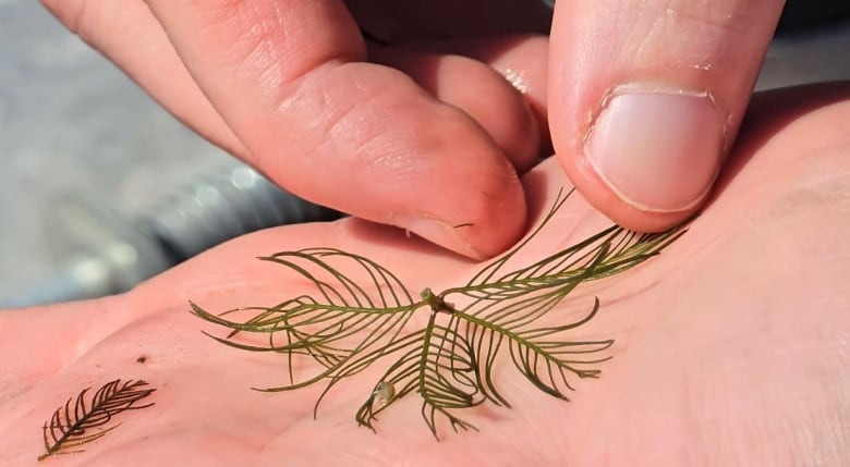 A fine-leafed plant in the palm of a person's hand. 