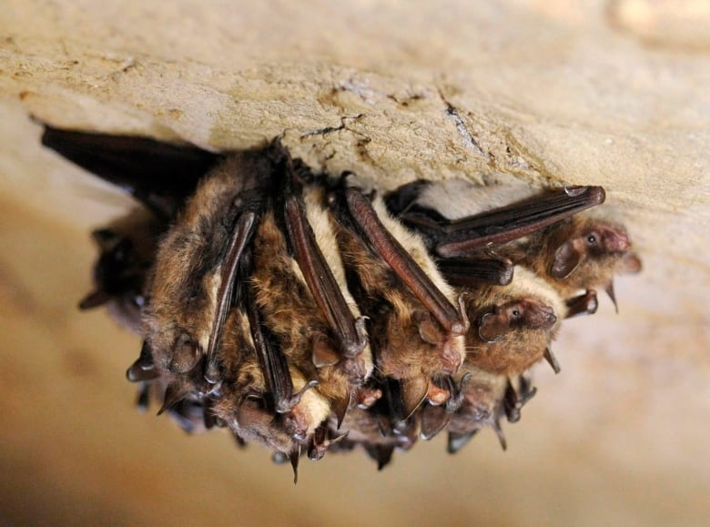 a cluster of little brown bats