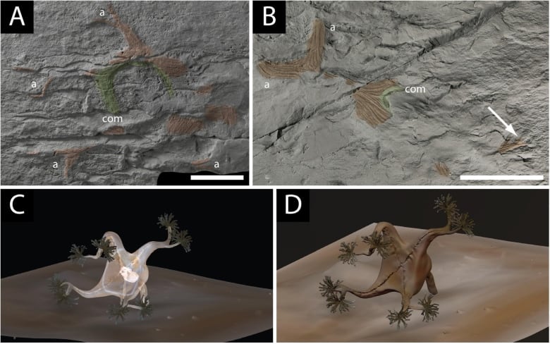 Image of fossils with 3D computer generated images of jelly fish