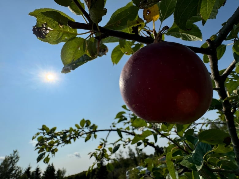 An apple on a tree 