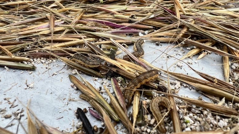 Small worm-looking things crawling on wild rice stalks.