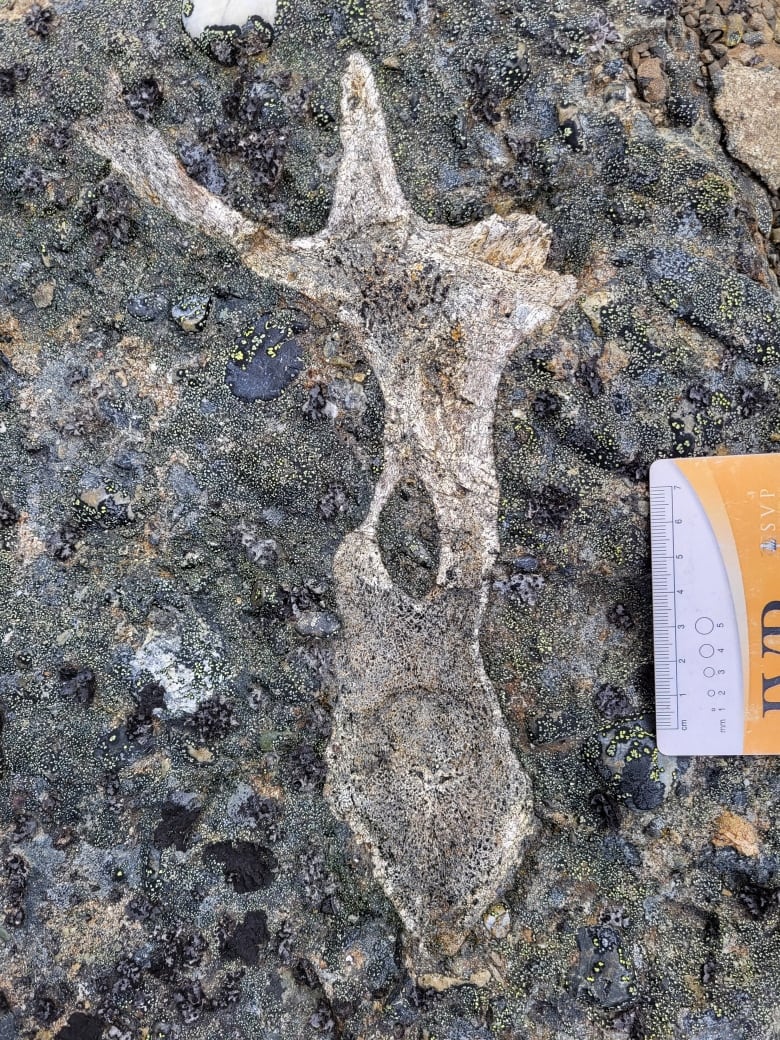 A dinosaur backbone fossil.