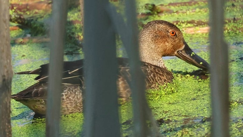 A brown duck with a red eye floats in a green marsh. 