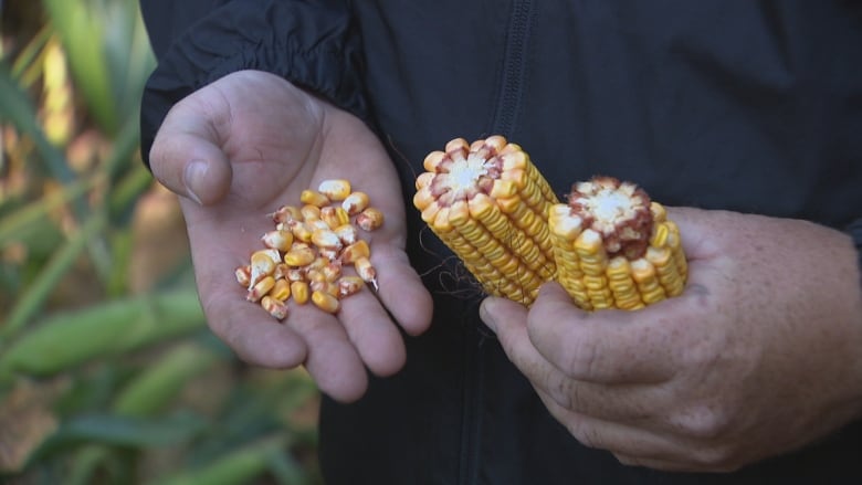 A closeup of corn kernels and cobs 