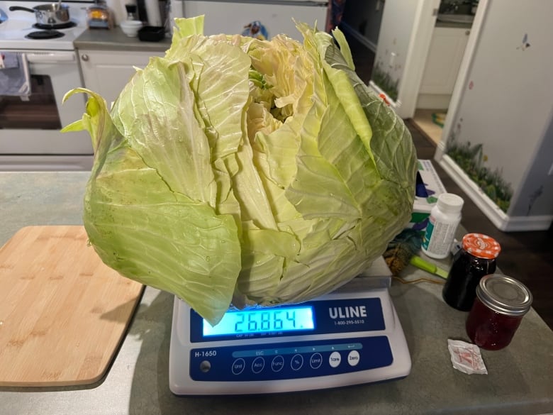 A cabbage on a scale that says 26.6 pounds 