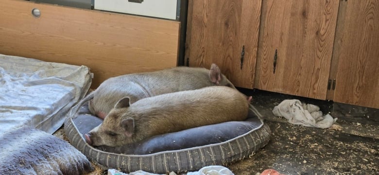 Pigs asleep together on a bed in a garage.