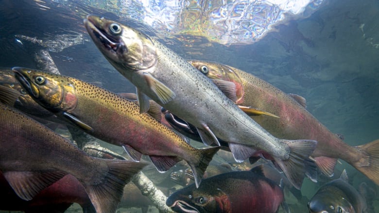 a group of coho salmon