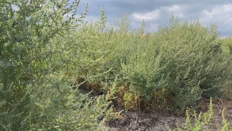 Kochia grows in a field near Saskatoon.