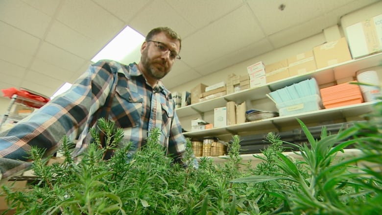 Shaun Sharpe with AAFC looks at kochia plants in his Saskatoon lab.