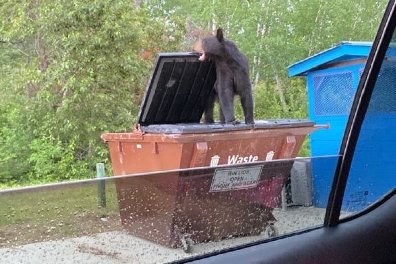 A black bear can be seen from a car window gnawing on the edge of a lid to a garbage bin. 