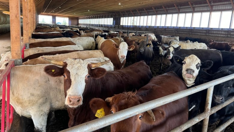 Beef cattle in a barn 