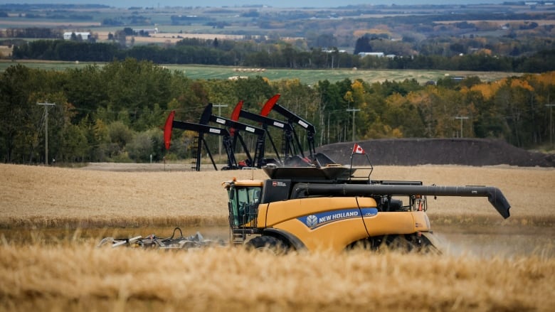 A grain field is pictured with a series of pumpjacks in the background.