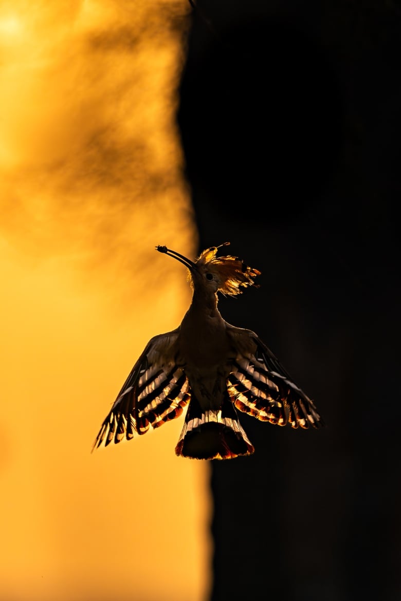 A spiky-headed bird with striped wings appears to be flying straight up as it's silhouetted against a backdrop of bright, fiery orange on one side, and pure black on the other. 