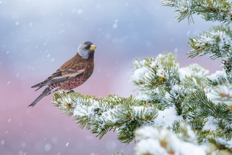 A bird with a gray head, a small yellow beak and a pinkish orange body perches on a snowy evergreen tree branch against a backdrop of a pink and blue sky filled with falling snowflakes. 