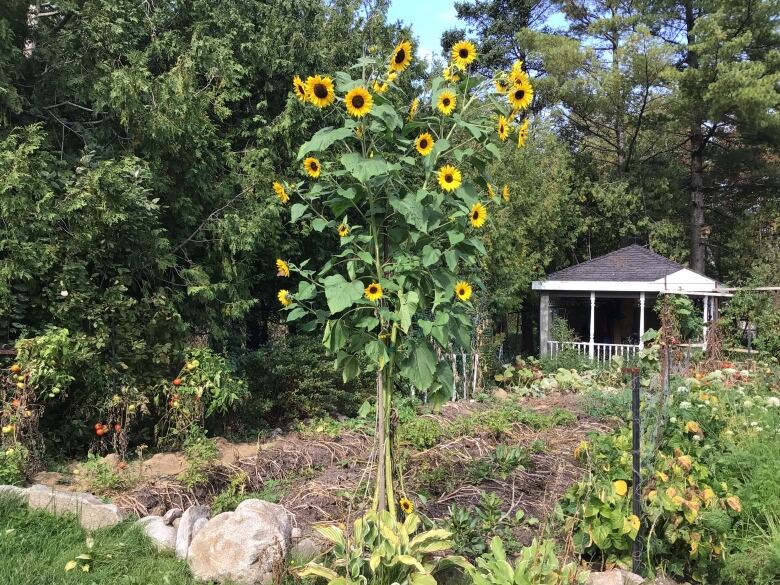 A giant sunflower plant grows ten feet into the air in a garden.