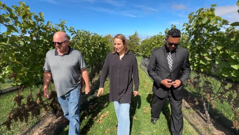 Three people walk through a vineyard.